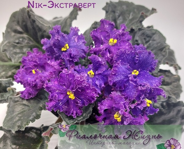 Nik-Экстраверт