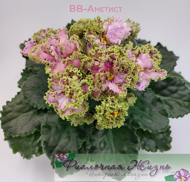 ВВ-Аметист