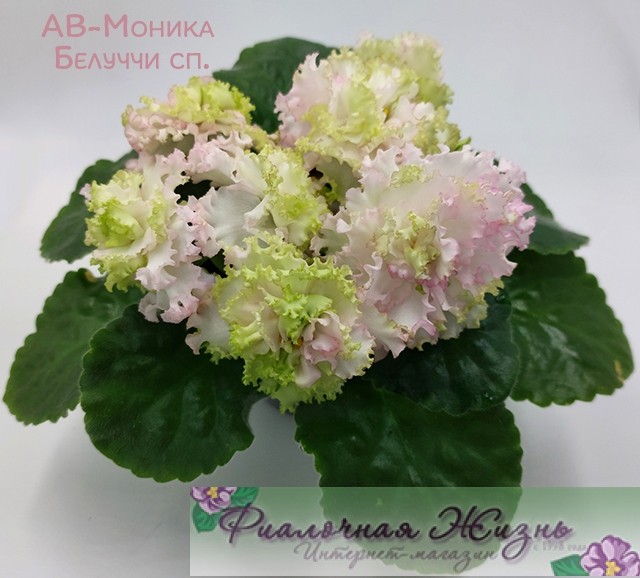 АВ-Моника Белуччи сп.