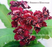 МС-Вишня в Шоколаде