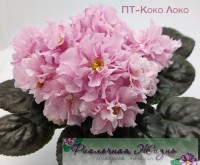 ПТ-Коко Локо
