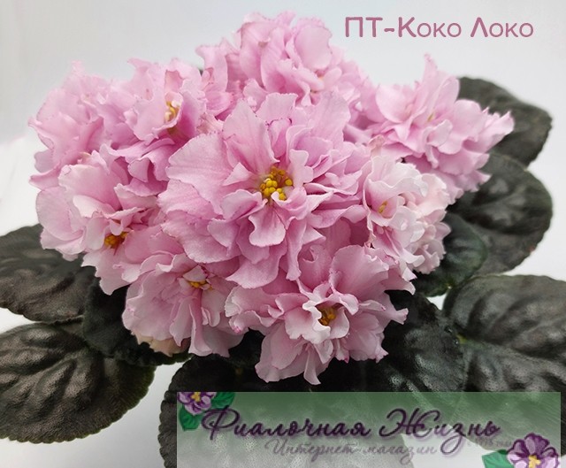 ПТ-Коко Локо