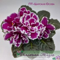 ПТ-Царская Особа