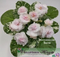 Watermelon Snow