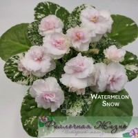 Watermelon Snow