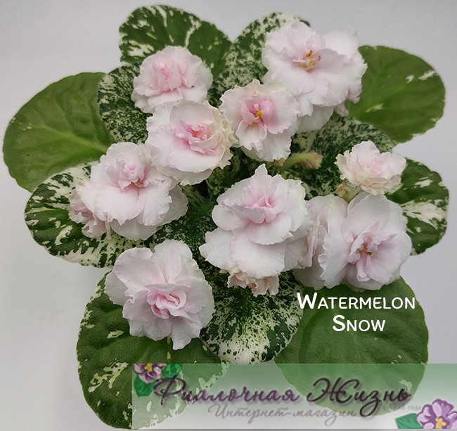 Watermelon Snow