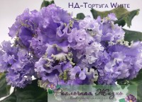 НД-Тортуга White
