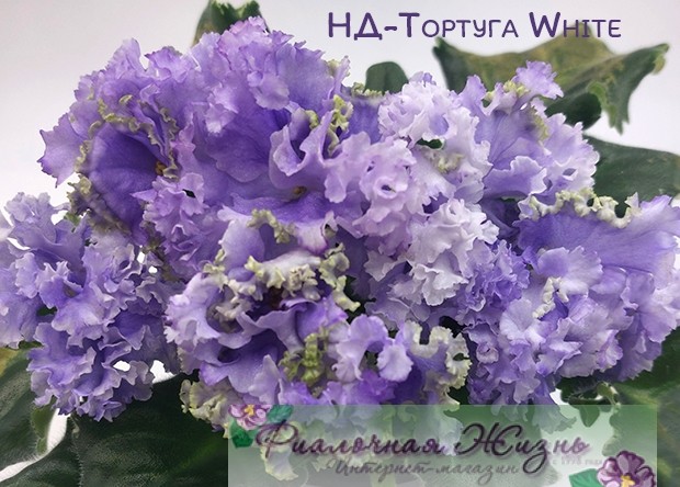 НД-Тортуга White