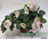 Pink Mint 