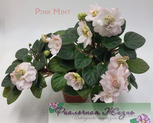 Pink Mint 
