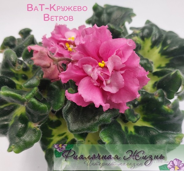 ВаТ-Кружево Ветров