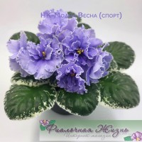 НК-Модна Весна (спорт)