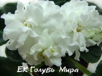 ЕК-Голубь Мира