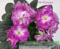 Н-Солоха