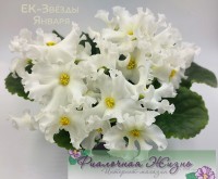 ЕК-Звёзды Января