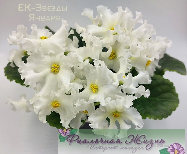 ЕК-Звёзды Января