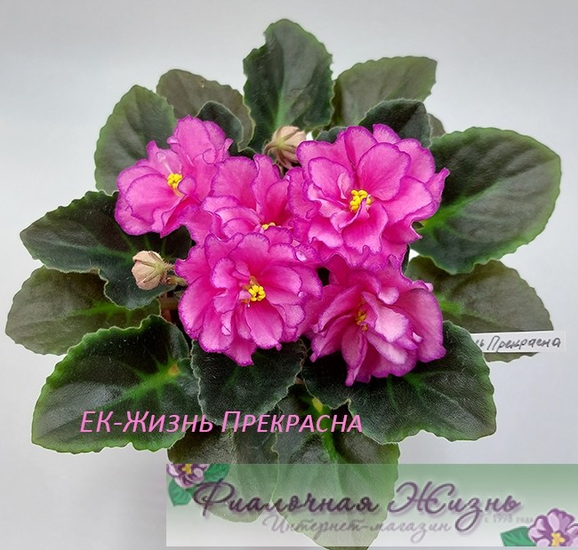 ЕК-Жизнь Прекрасна