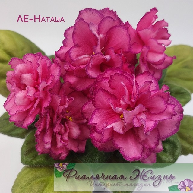 ЛЕ-Наташа