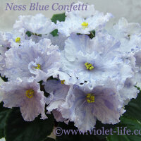 Ness_Blue_Confetti.jpg