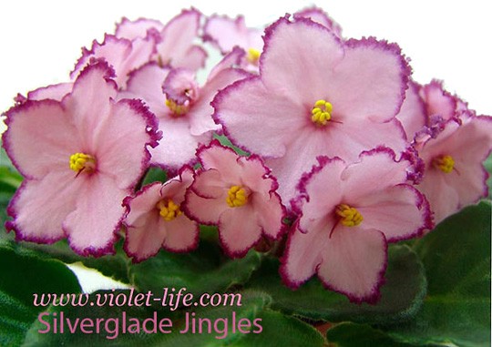 Silverglade Jingles