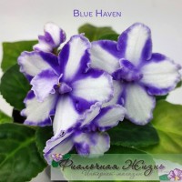 Blue Haven