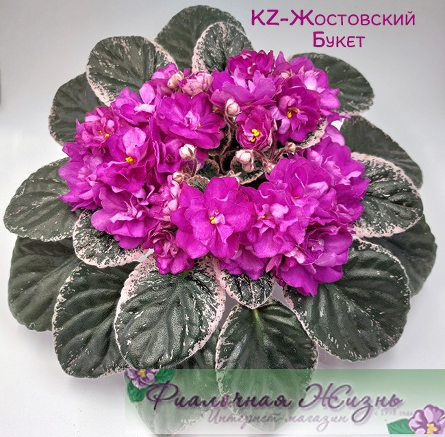 KZ-Жостовский Букет