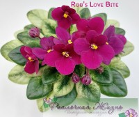 Rob's Love Bite