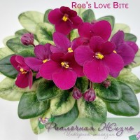 Rob's Love Bite