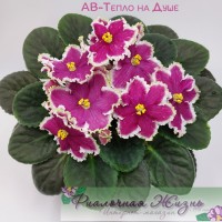 АВ-Тепло на Душе