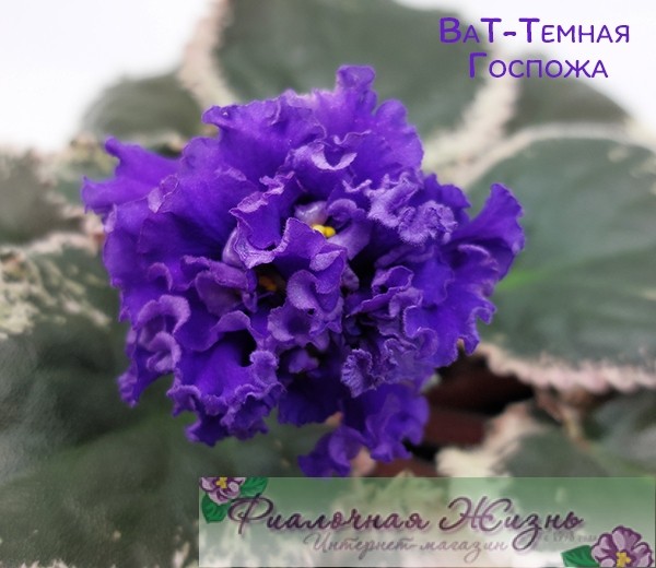ВаТ-Темная Госпожа