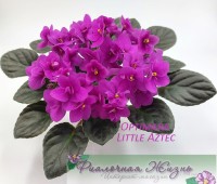 Optimara Little Aztec