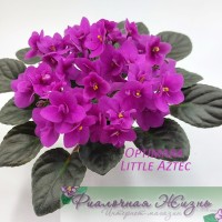 Optimara Little Aztec