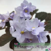 Allegro Chicory Charm