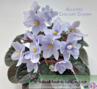 Allegro Chicory Charm