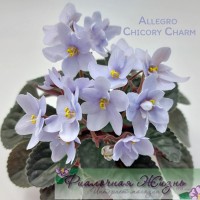 Allegro Chicory Charm