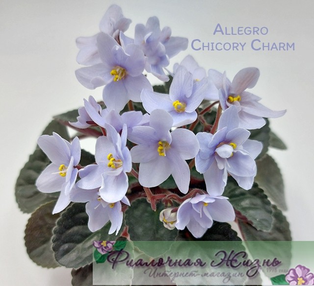 Allegro Chicory Charm