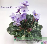Smitten Kitten