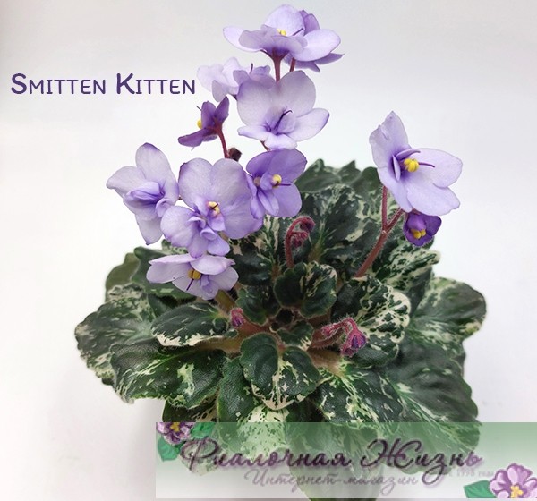 Smitten Kitten