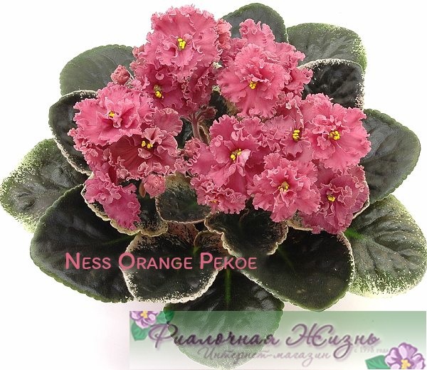 Ness Orange Pekoe