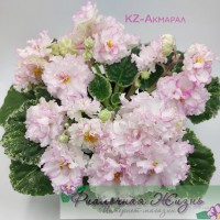 KZ-Акмарал