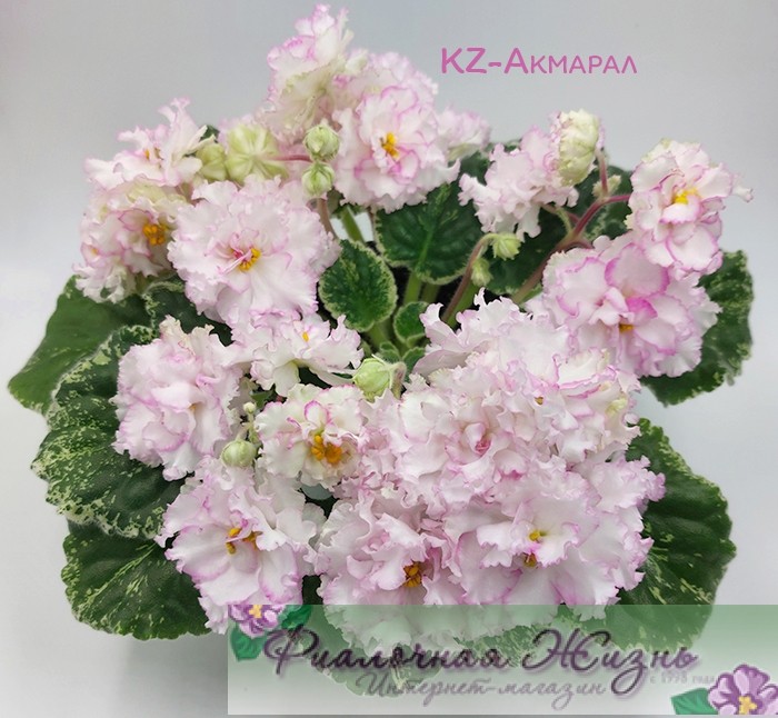 KZ-Акмарал