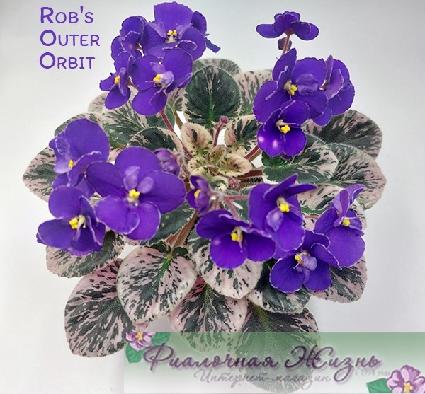 Rob's Outer Orbit