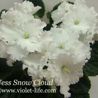 Ness_Snow_Cloud.jpg
