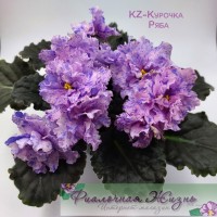 KZ-Курочка Ряба