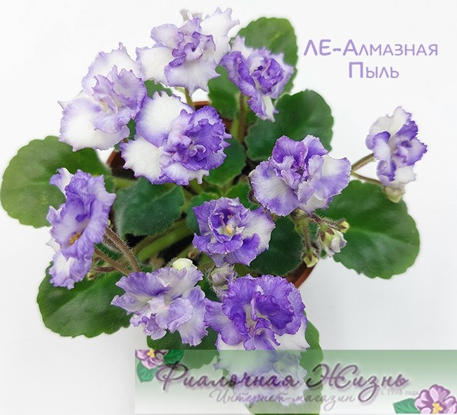 ЛЕ-Алмазная Пыль