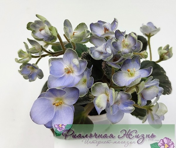 Н-Лазоревка