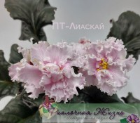 ПТ-Лиаскай