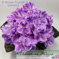 С Новым Годом!(химера)