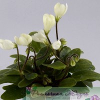 Chantaspring