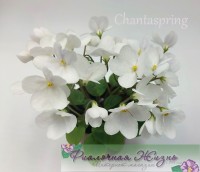 Chantaspring